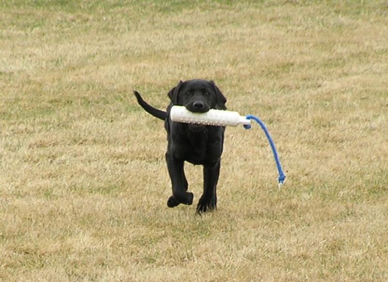 Kane on a retrieve