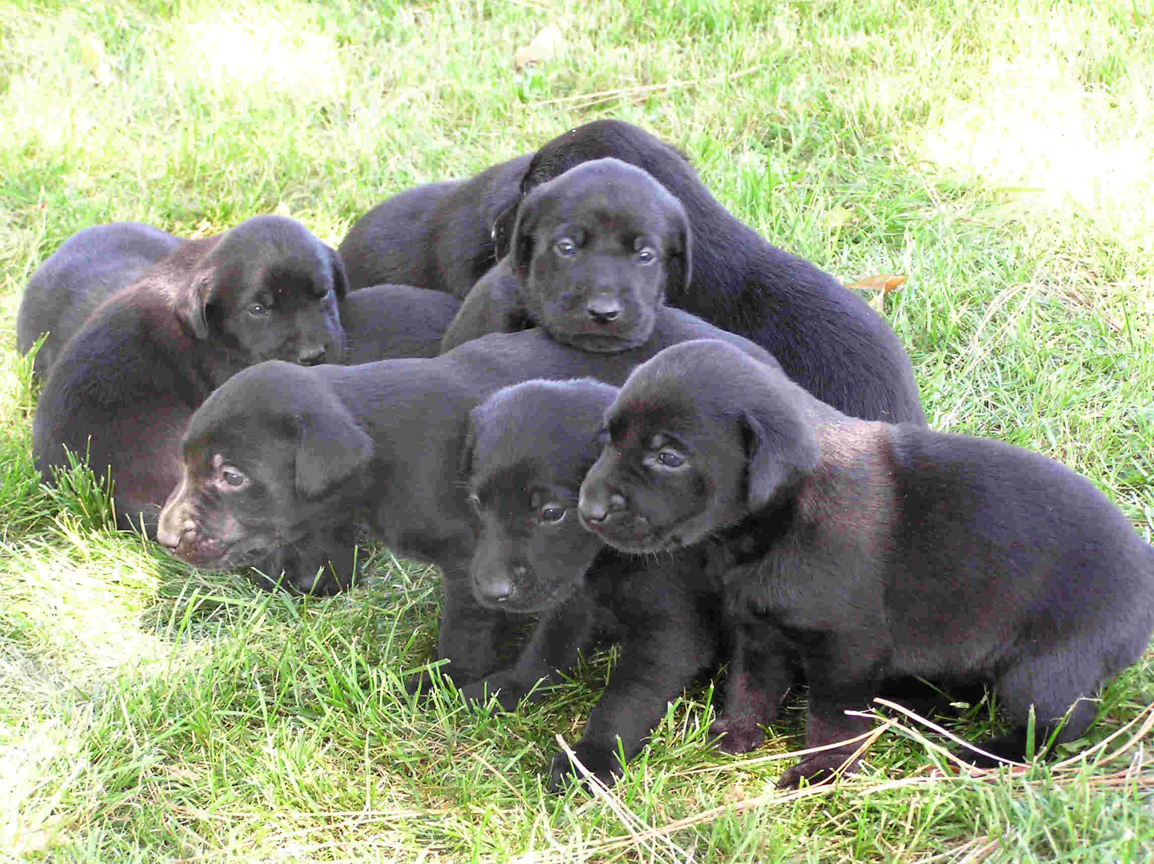 Puppies